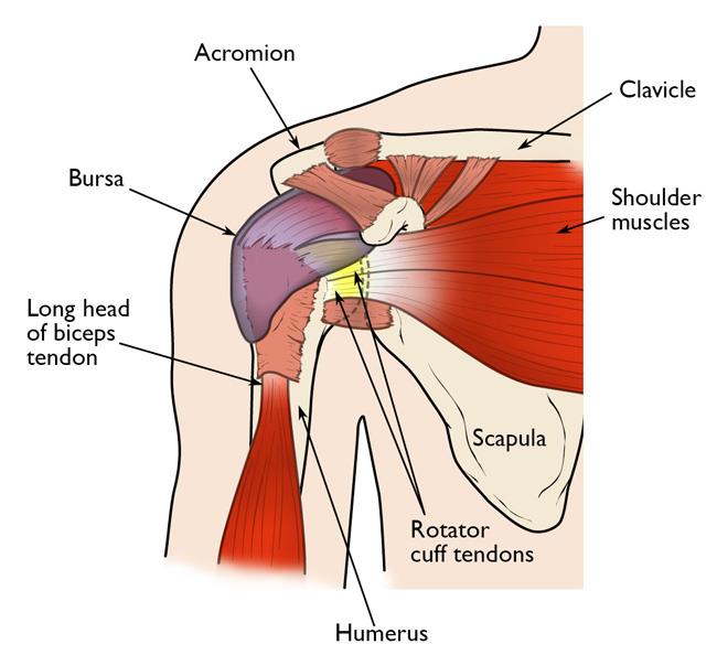 What Do Chiropractors Do To Treat Shoulder Pain? 1 What Do Chiropractors Do To Treat Shoulder Pain?